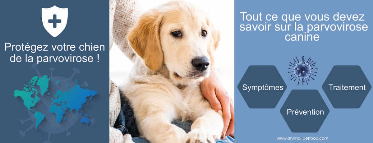 parvovirose-canine-symptomes-prevention-et-traitement